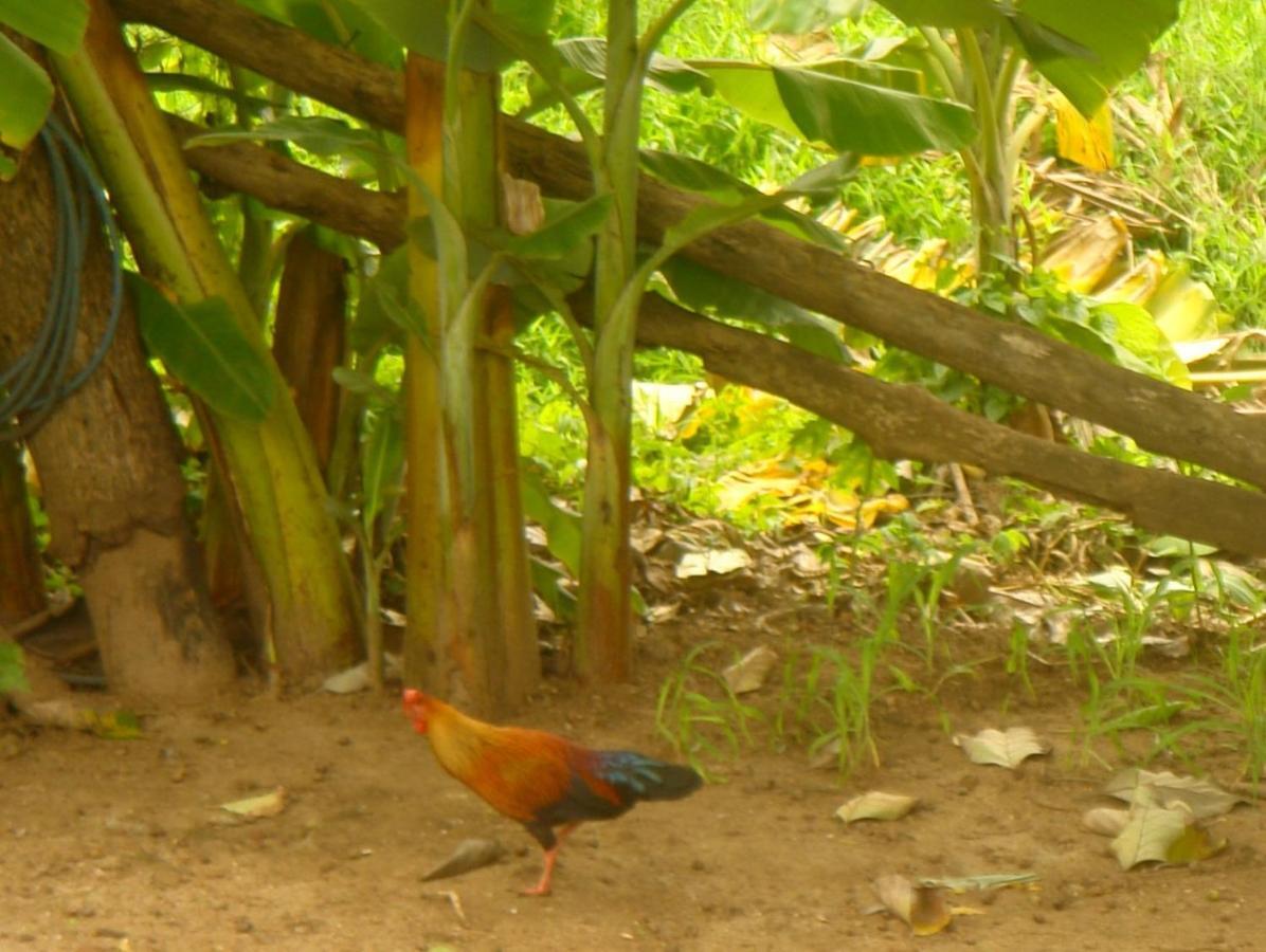 Homestay Camping Anuradhapura * Анурадхапура